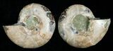 Small Desmoceras Ammonite Pair #5292-1